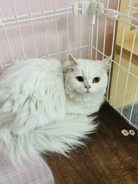 [고양이] 페르시안 경기-시흥-2024-00311 유기동물 배경 이미지 입니다.
